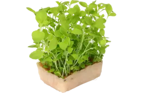 Honny cress crade 14 pieces